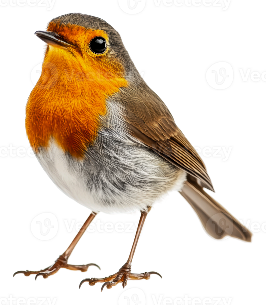 A European robin perched proudly in natural light, cut out - stock . png