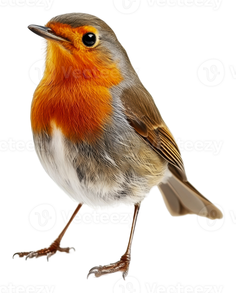 Vibrant-feathered robin perched beautifully, cut out - stock . png