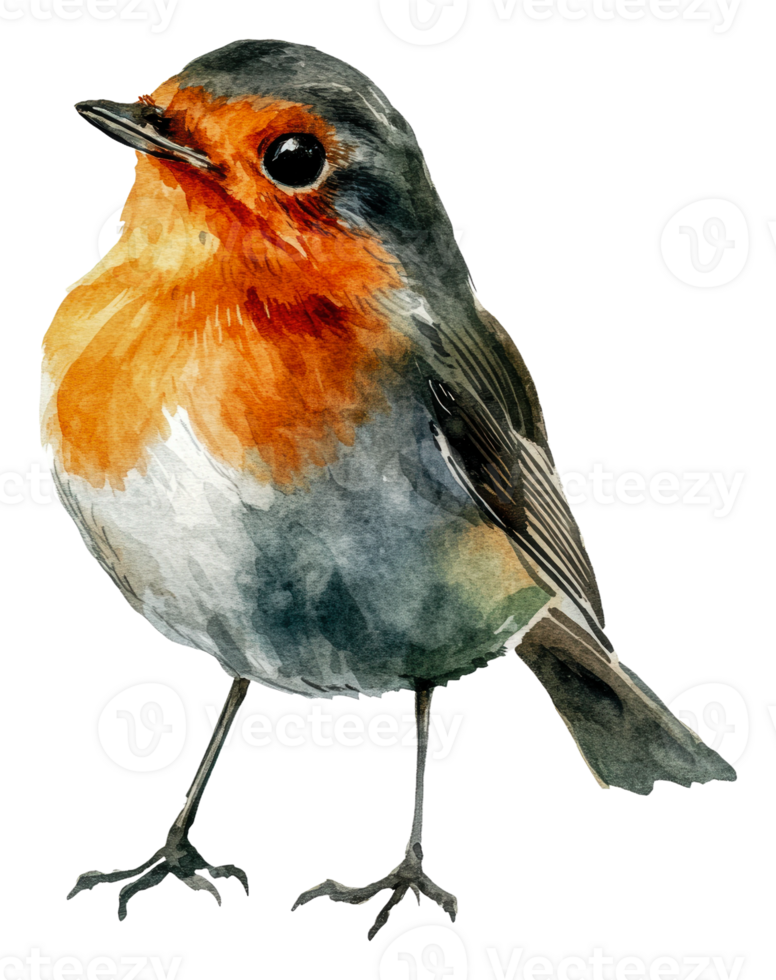 A colorful bird standing proudly in a natural pose, cut out - stock . png
