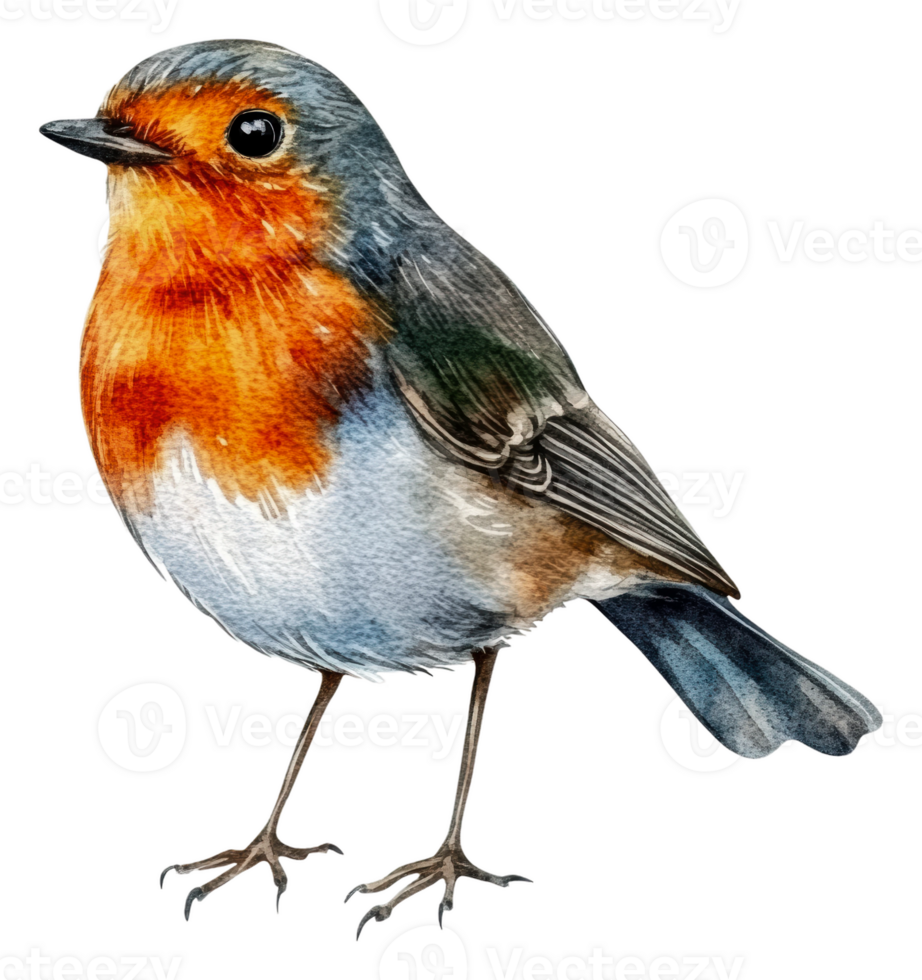 Colorful bird standing in nature, cut out - stock . png