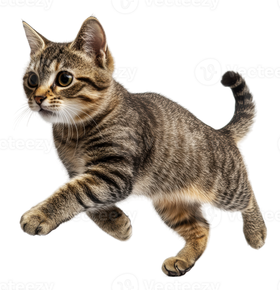 Playful tabby cat jumping in mid-air, cut out - stock . png