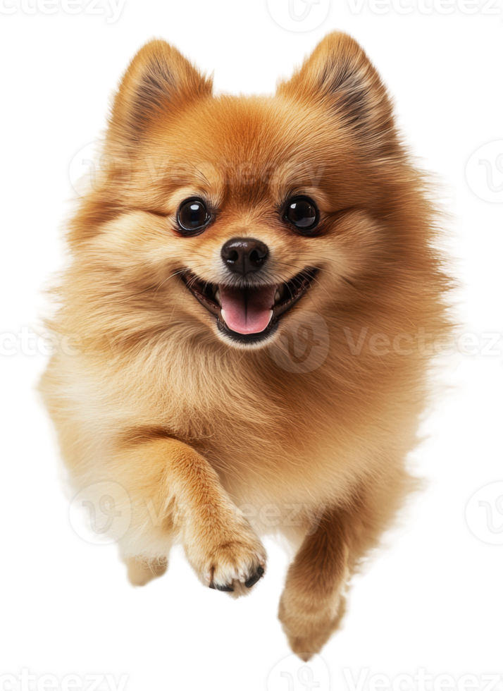 Sunny Pomeranian puppy plays indoors, cut out - stock . png