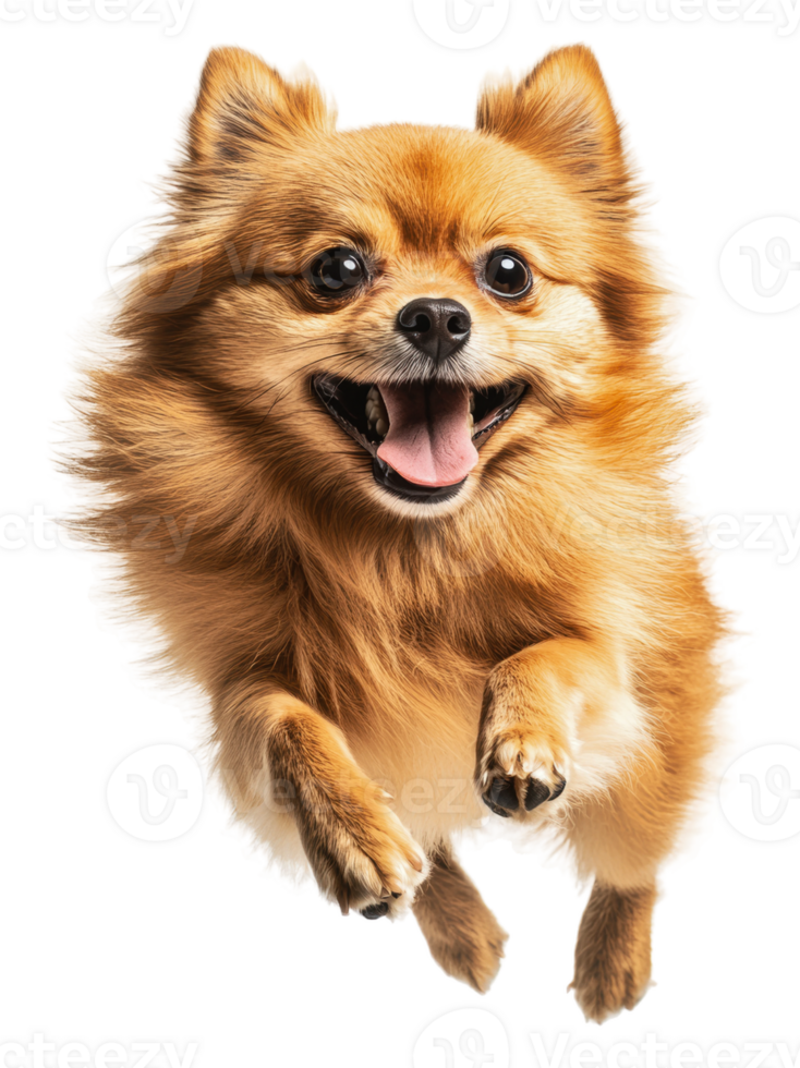 Happy Pomeranian jumping in mid-air with joy, cut out - stock . png