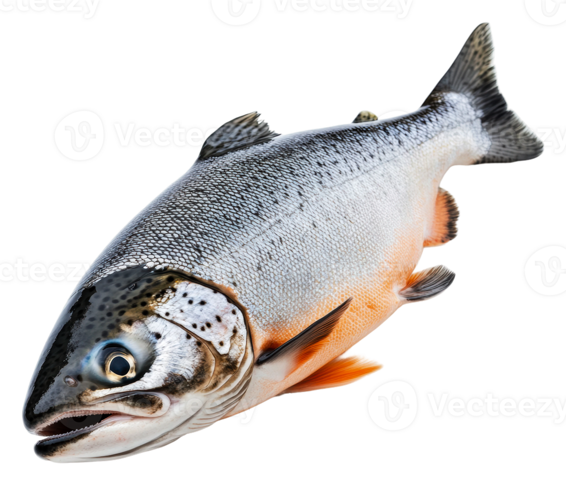 Freshly caught trout on a white background, cut out - stock . png