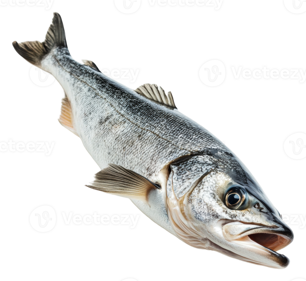 Freshly caught fish displayed on a clean surface, cut out - stock . png