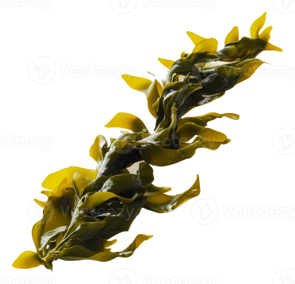 Fresh seaweed strand from the ocean at sunrise, cut out - stock . png