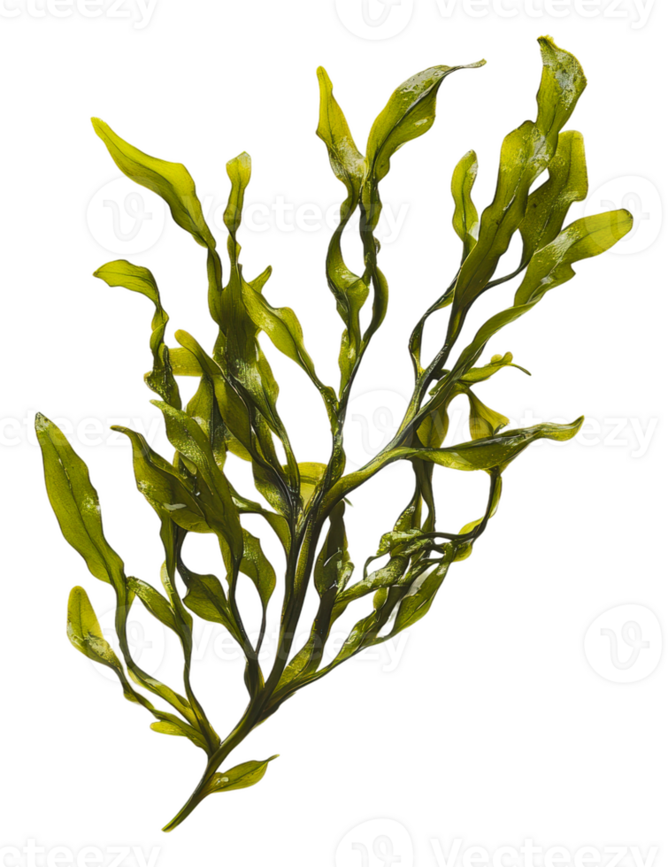Green seaweed branch on a white background, cut out - stock . png