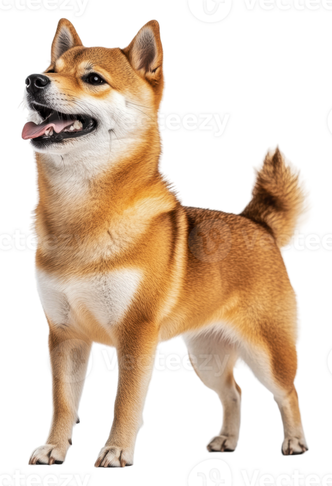Proud Shiba Inu on white backdrop, cut out - stock . png