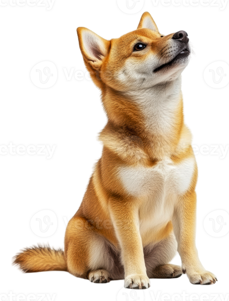 Proud Shiba Inu in bright studio, cut out - stock . png