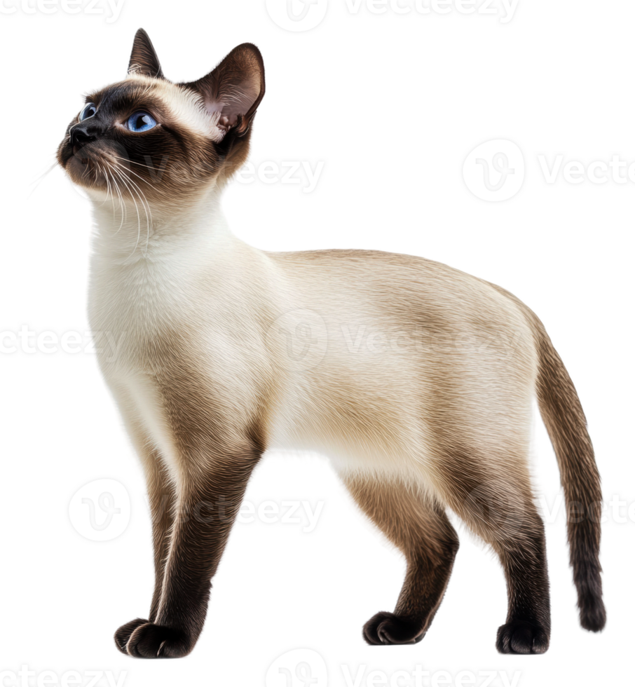 Siamese cat poised on white background, cut out - stock . png