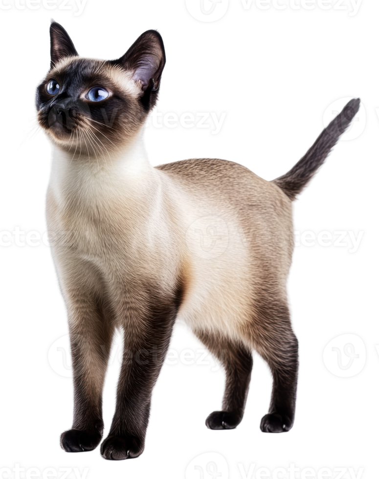 A playful Siamese cat looking up in the studio, cut out - stock . png