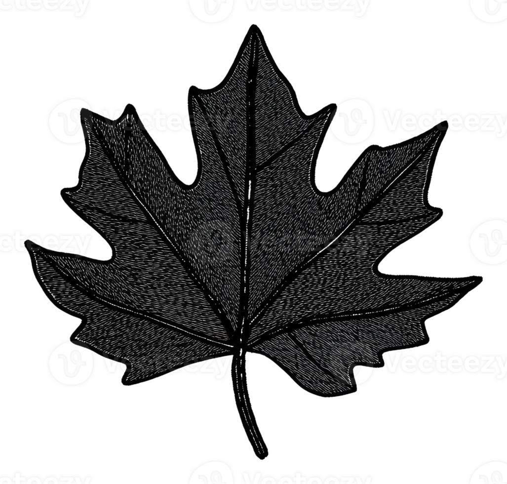 Detailed illustration of a maple leaf outline, cut out - stock . png