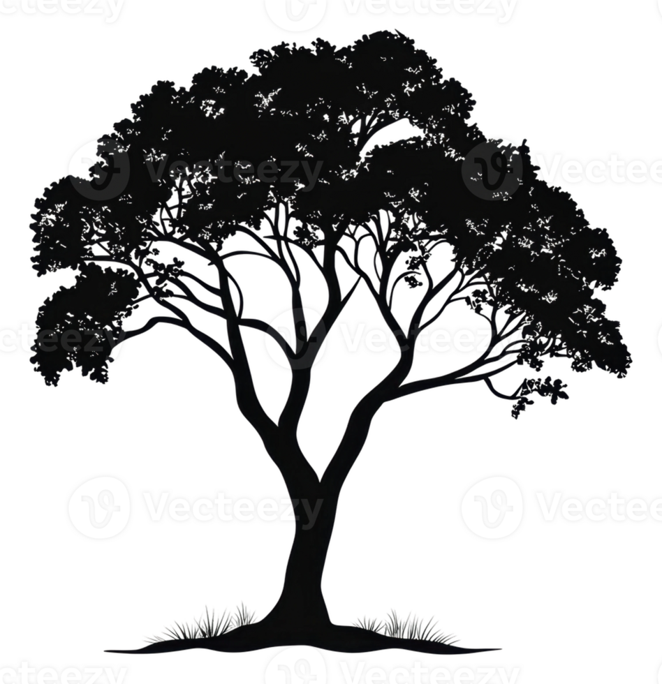Large tree silhouette on white background, cut out - stock . png