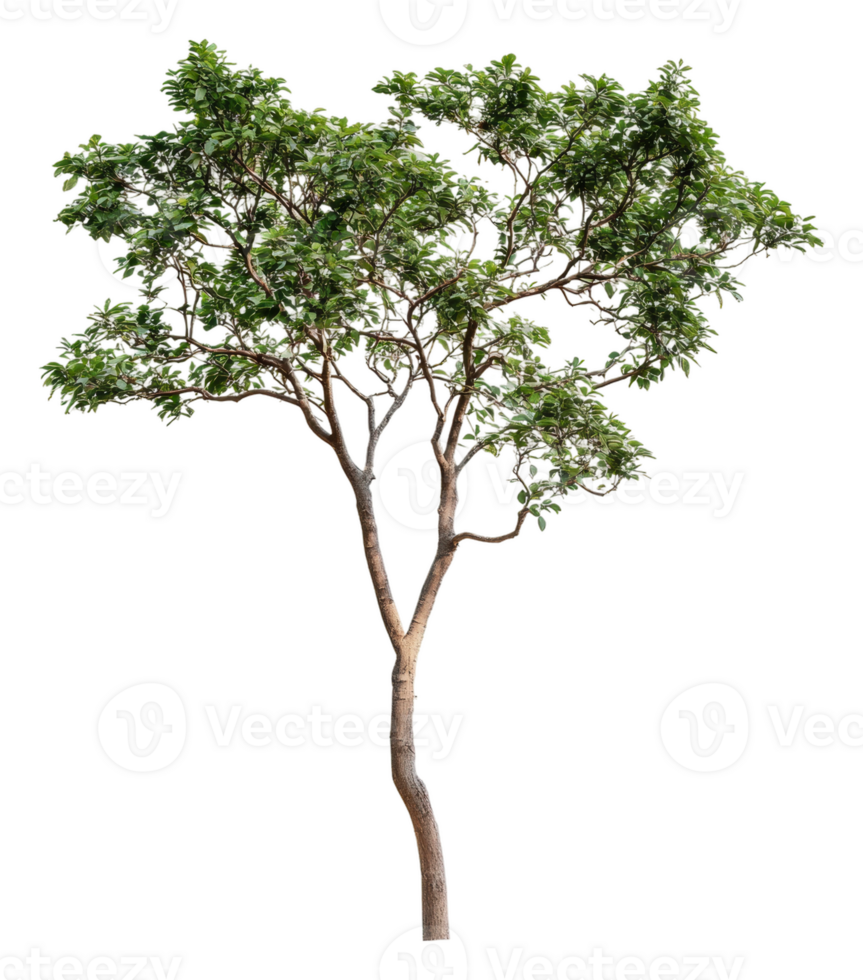 Lone tree with green leaves in daylight, cut out - stock . png