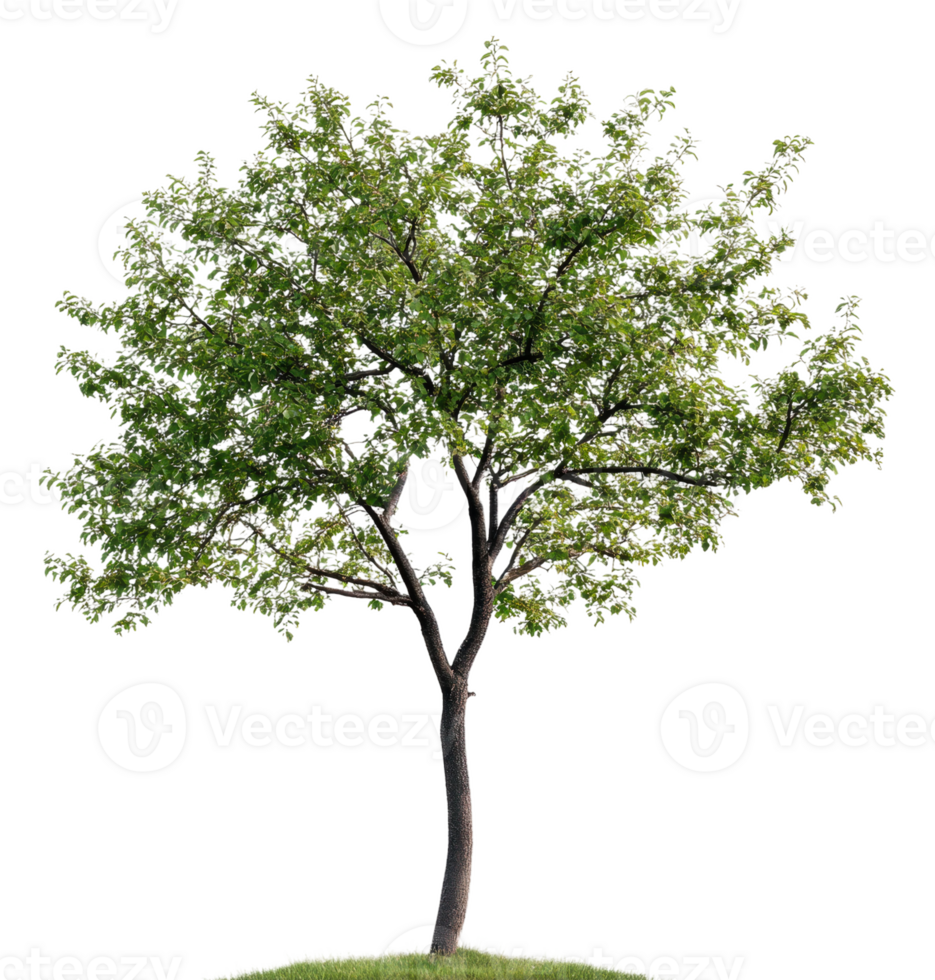 Lush green tree standing alone on grassy hilltop, cut out - stock . png