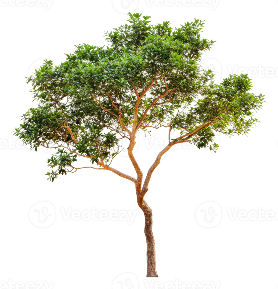 Tall green tree on white backdrop, cut out - stock . png