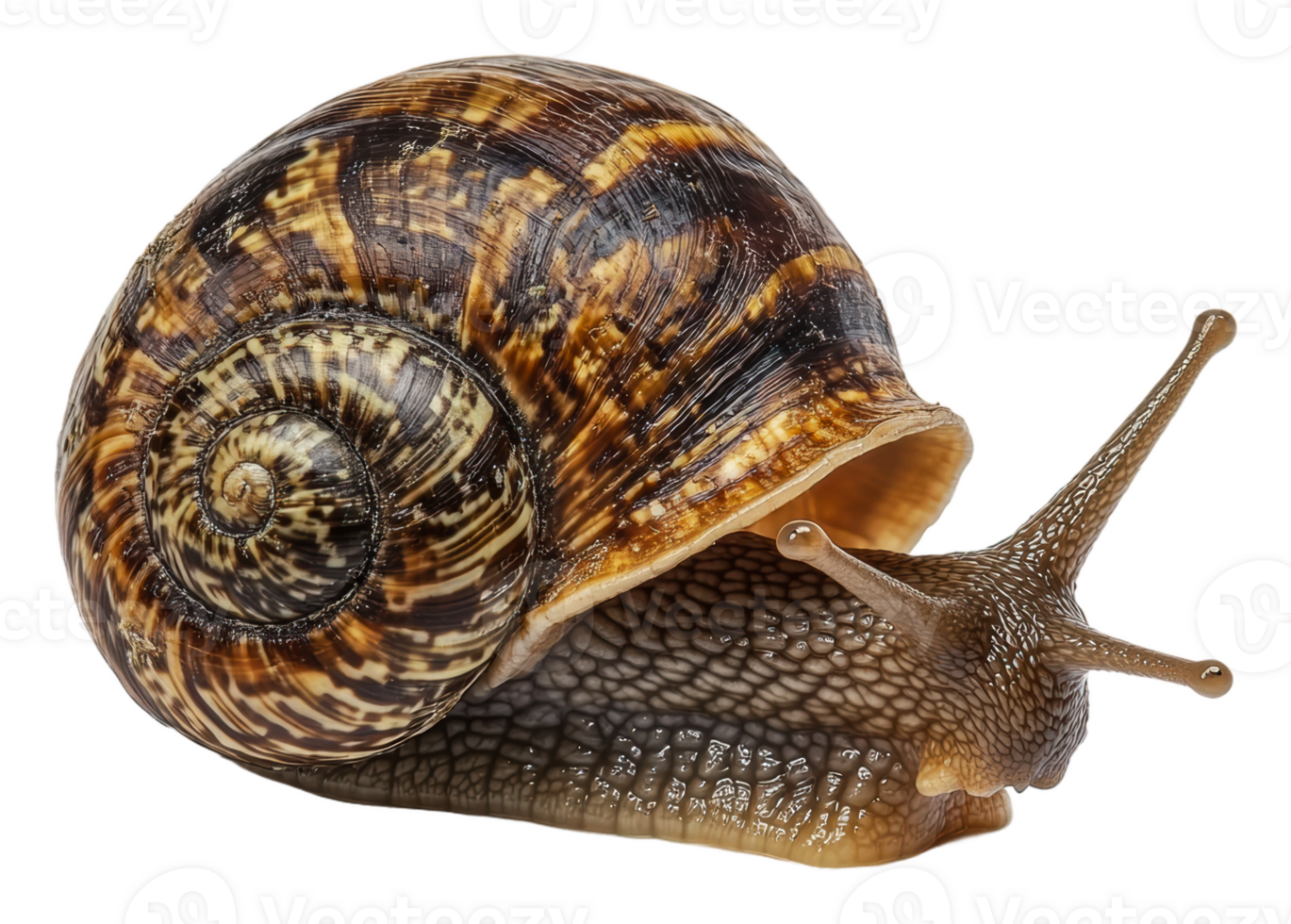 Snail crawling on a textured surface in daylight, cut out - stock . png