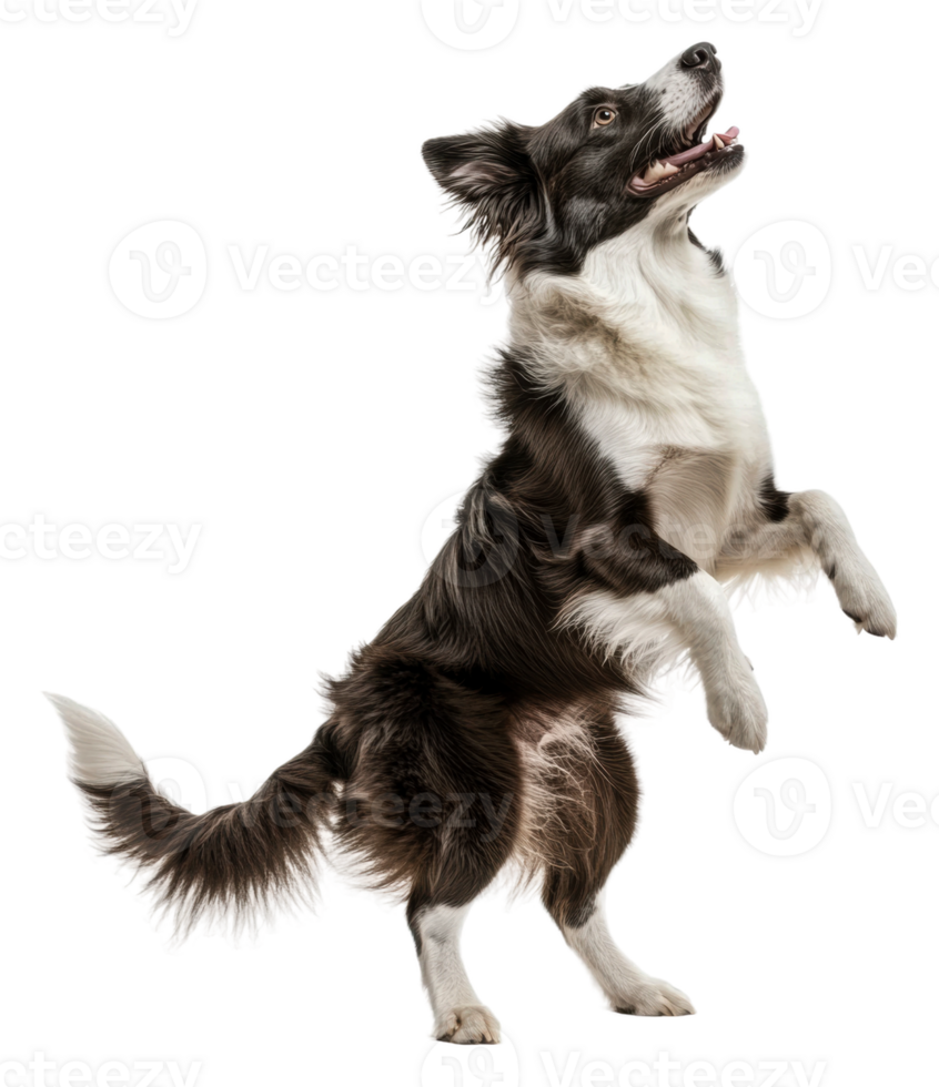 Energetic dog jumping in playful stance indoors, cut out - stock . png