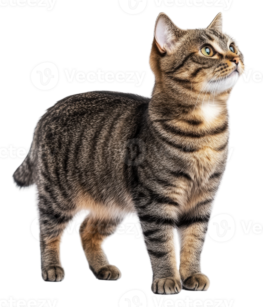 Elegant tabby cat indoors by daylight, cut out - stock . png