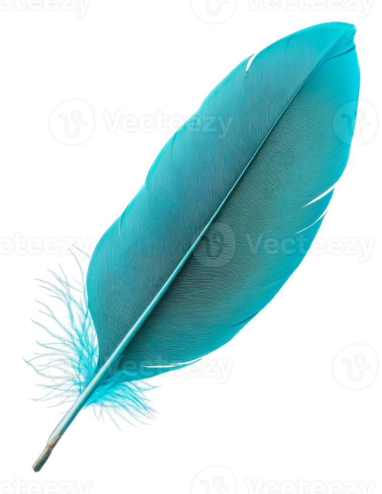 Vibrant blue feather resting on a white background, cut out - stock . png
