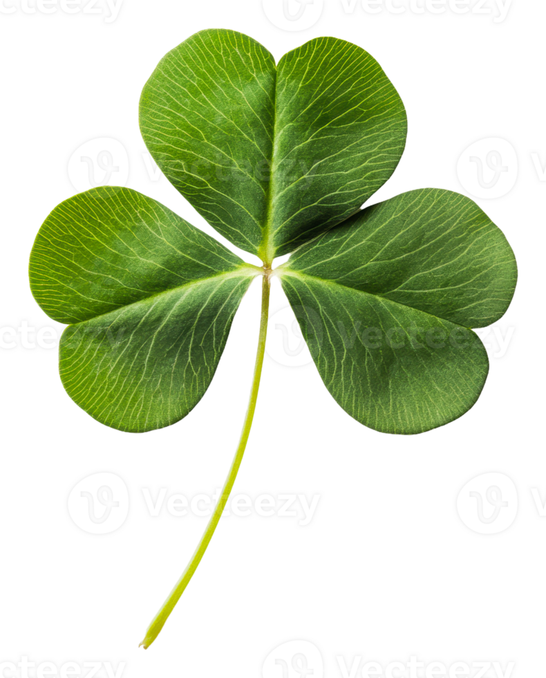 Green clover leaf resting on a white background, cut out - stock . png