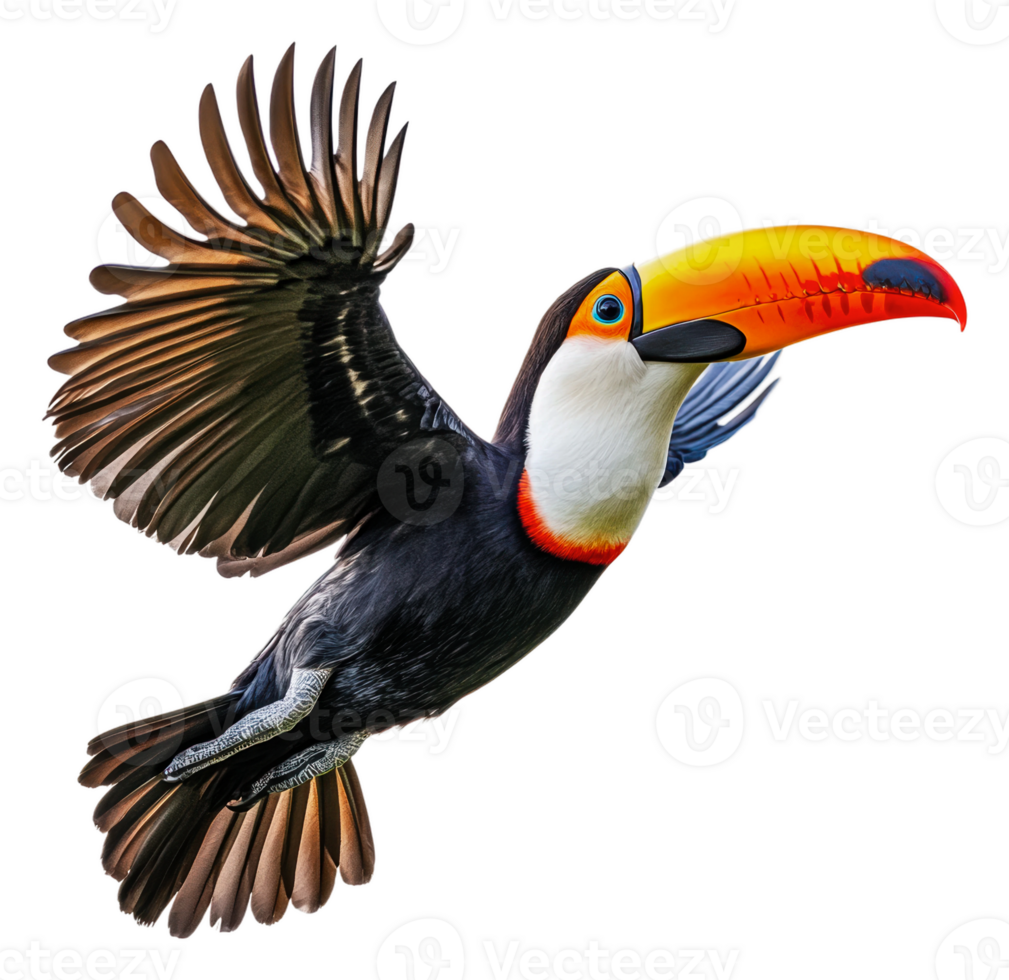 Colorful toucan soaring through a clear sky, cut out - stock . png