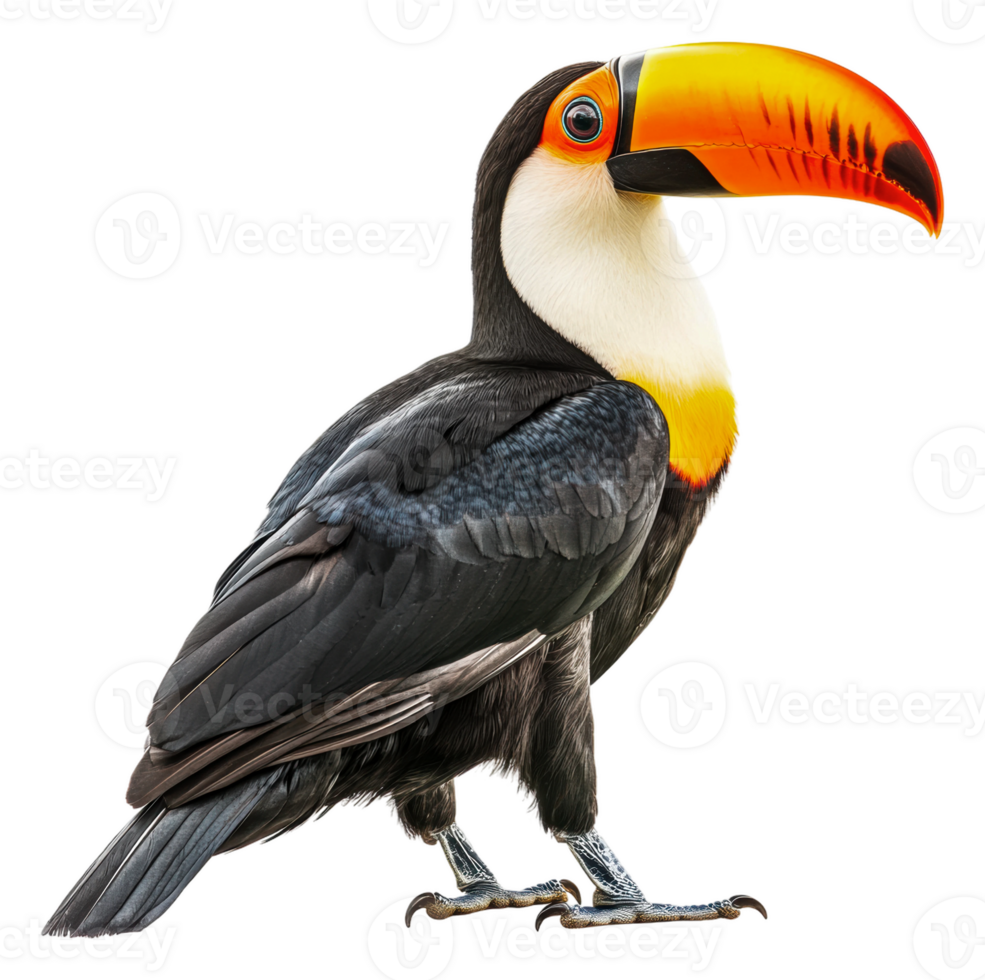 Toucan vibrantly posed on white background, cut out - stock . png