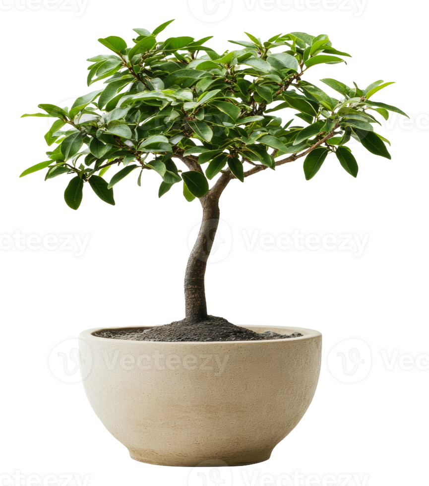 Small bonsai tree in a round ceramic pot indoors, cut out - stock . png