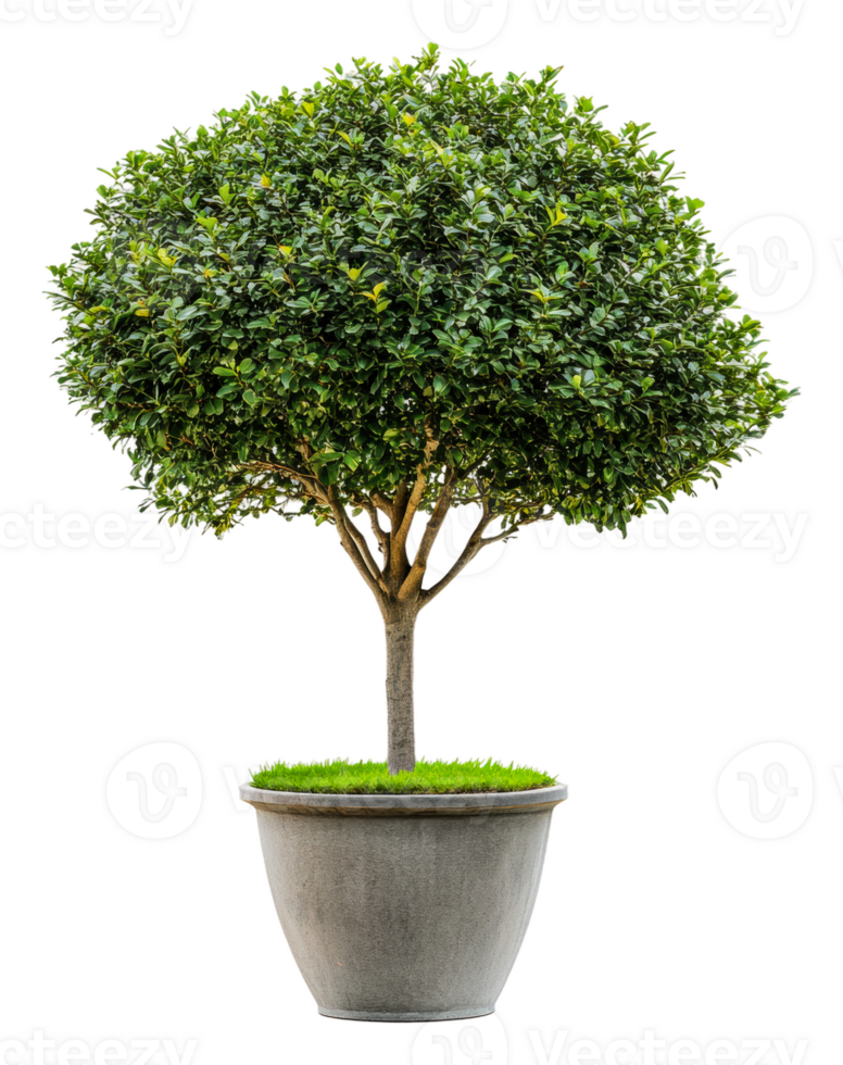 Small round leafy tree in a concrete pot, cut out - stock . png