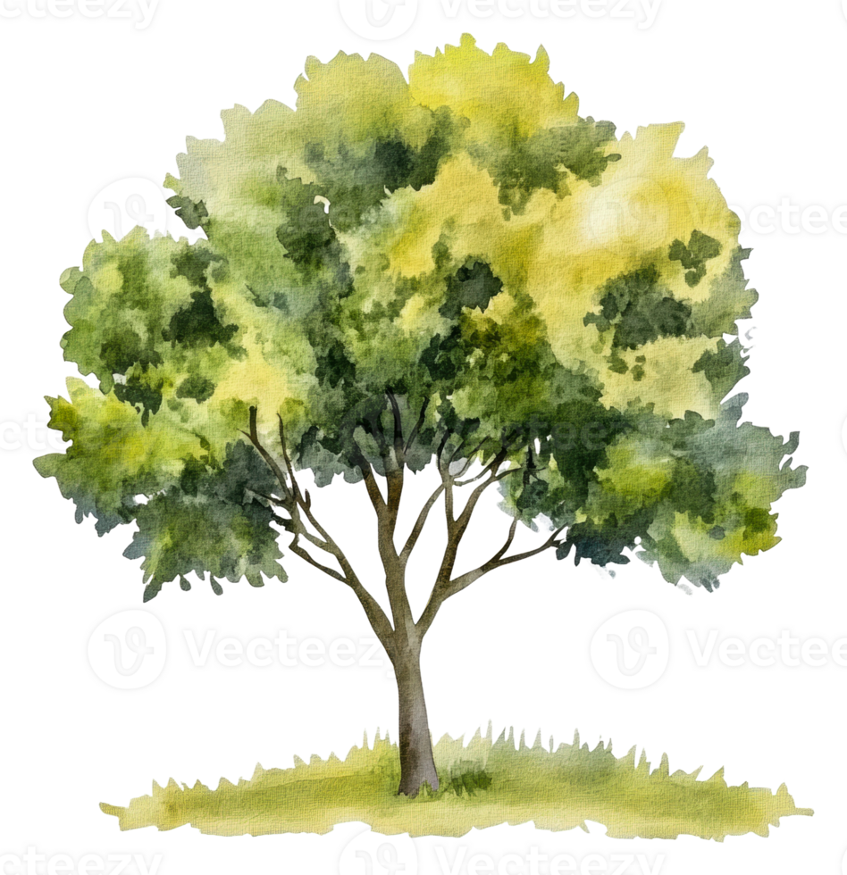 Lush green tree with vibrant leaves in sunlight, cut out - stock . png