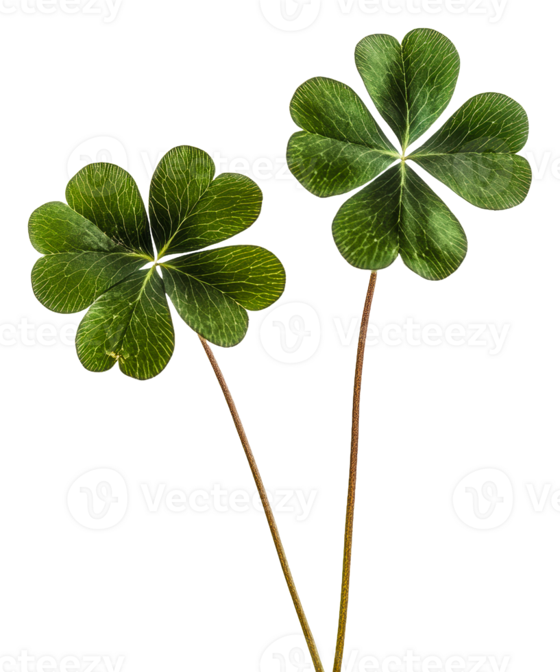 Unique four-leaf clovers on a white background, cut out - stock . png
