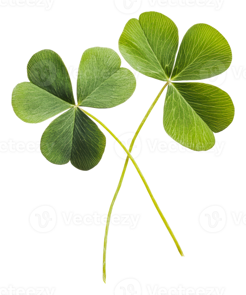 Lucky clover on white spring background, cut out - stock . png
