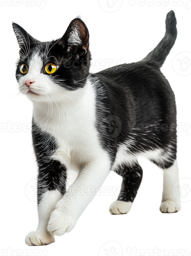 Black and white cat walking on a white background, cut out - stock . png