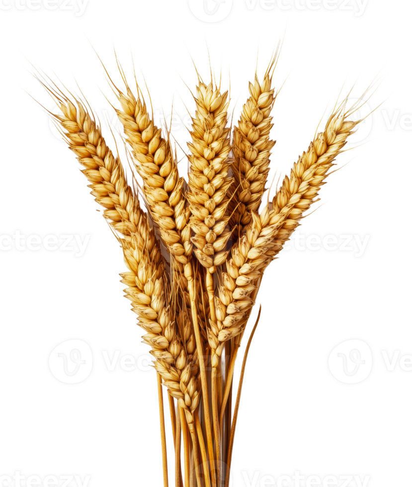 Wheat stalks arranged in a vibrant bundle, cut out - stock . png