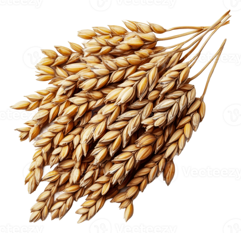 Rustic arrangement of dried wheat stalks, cut out - stock . png