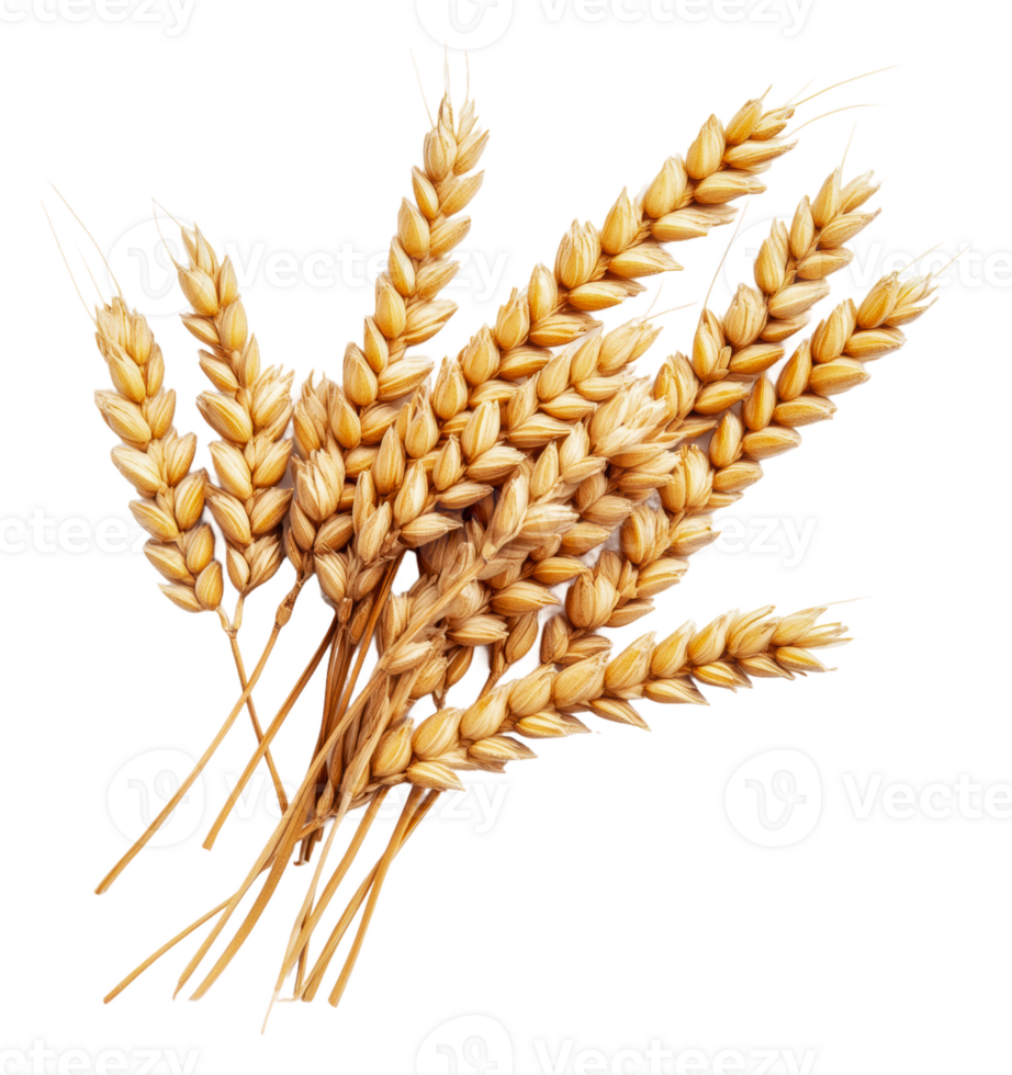 Harvested wheat spikes arranged in a bundle, cut out - stock . png