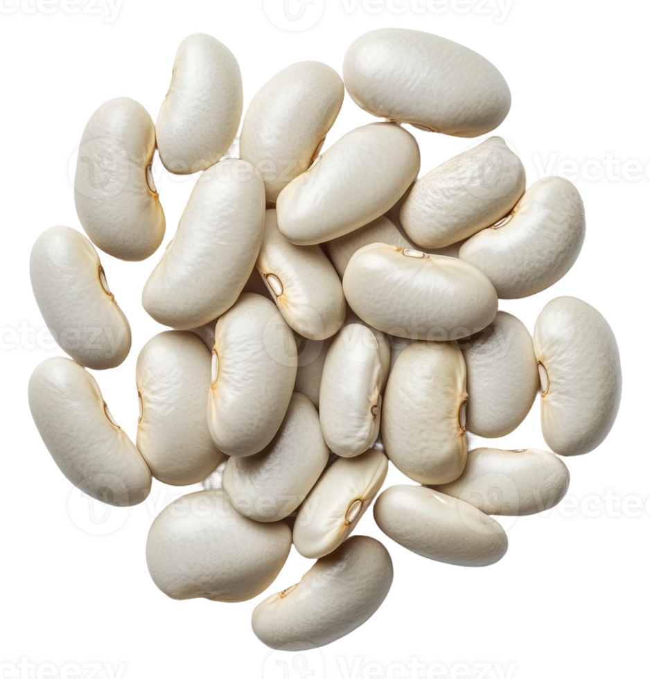 Raw white beans arranged on a clean surface, cut out - stock . png