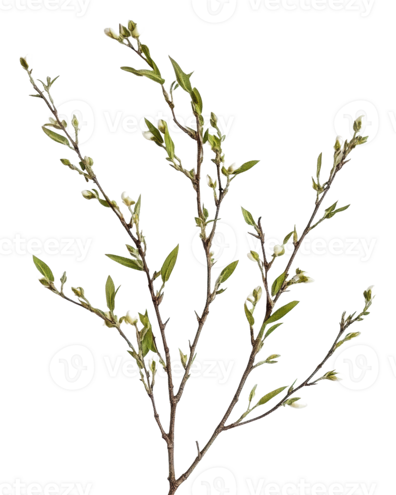 Spring branches with budding leaves and blossoms, cut out - stock . png