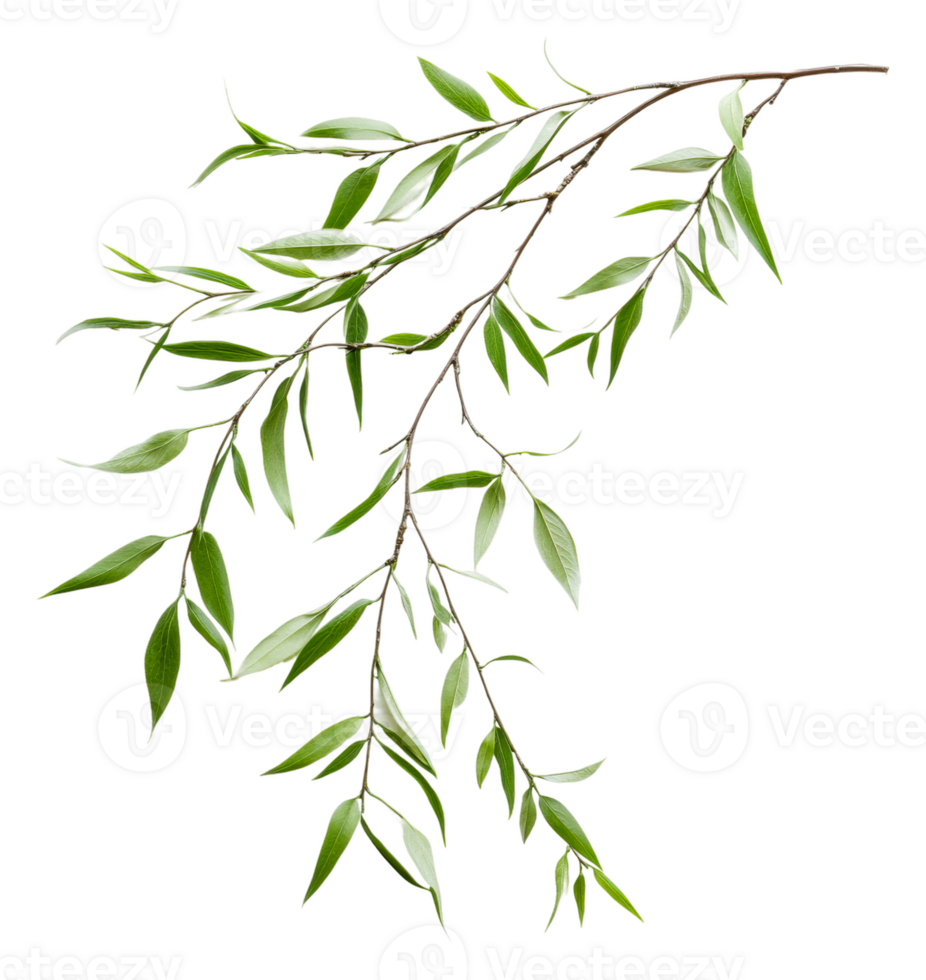 Green foliage branch with vibrant leaves isolated, cut out - stock . png