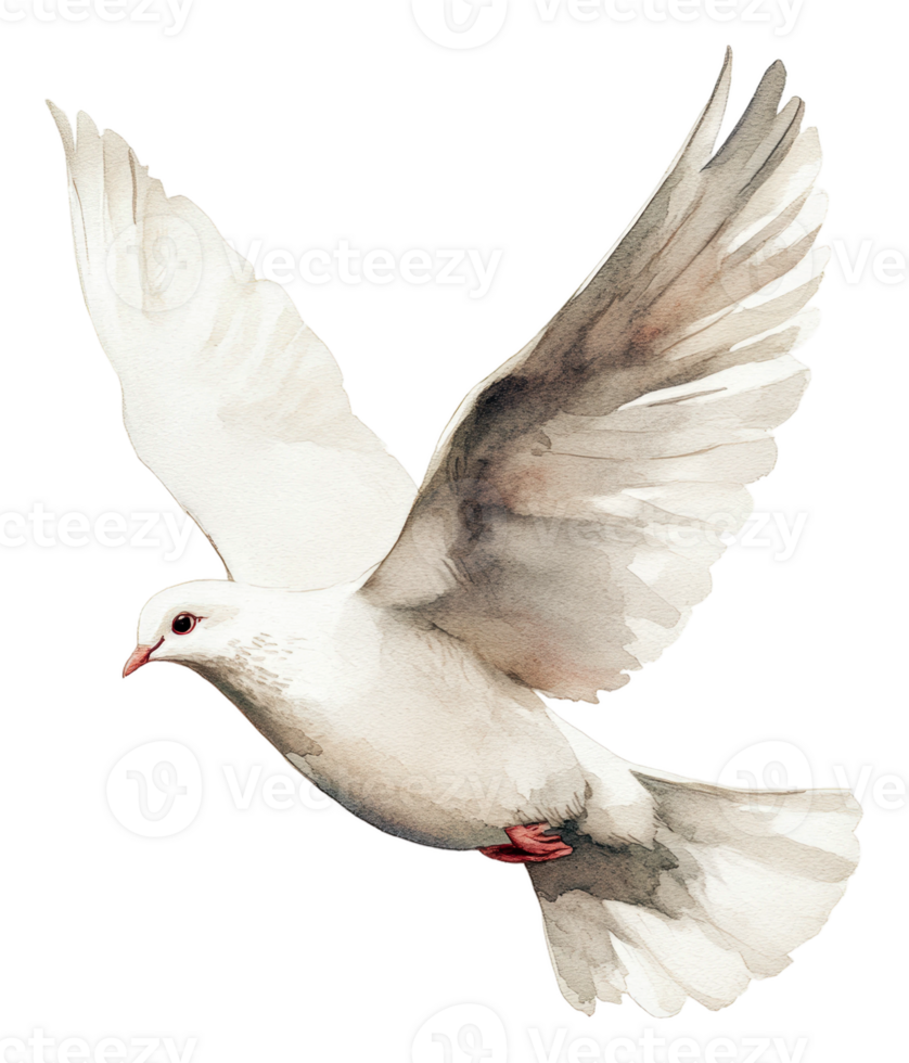 White dove soaring gracefully in bright sky, cut out - stock . png