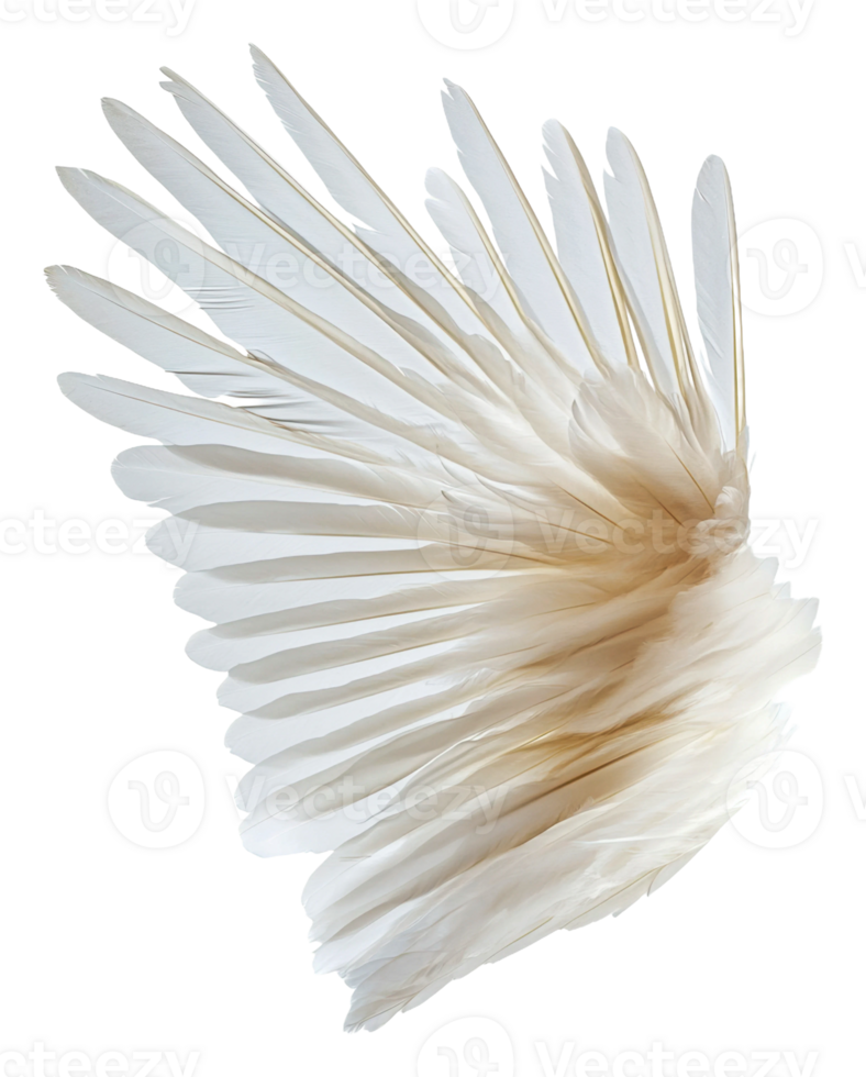 Swirling elegant white feathers, cut out - stock . png