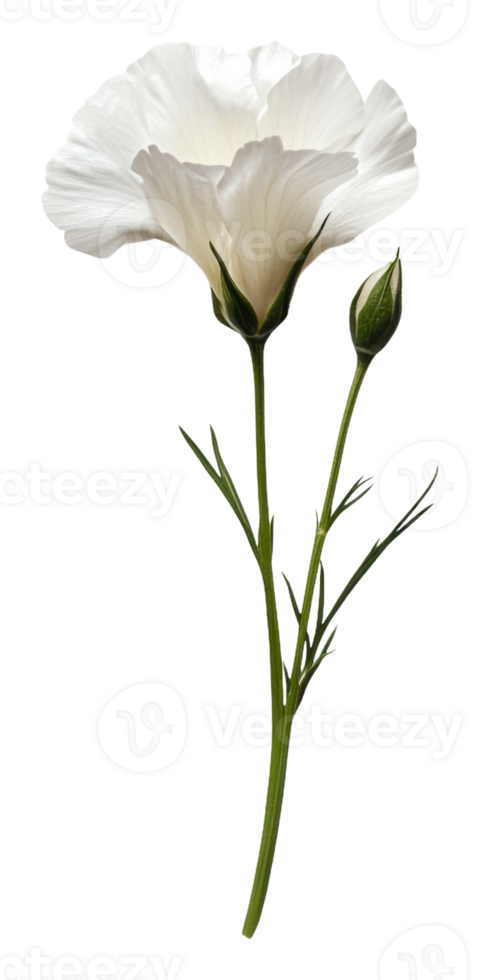 Delicate white flower with budding stem in detail, cut out - stock . png
