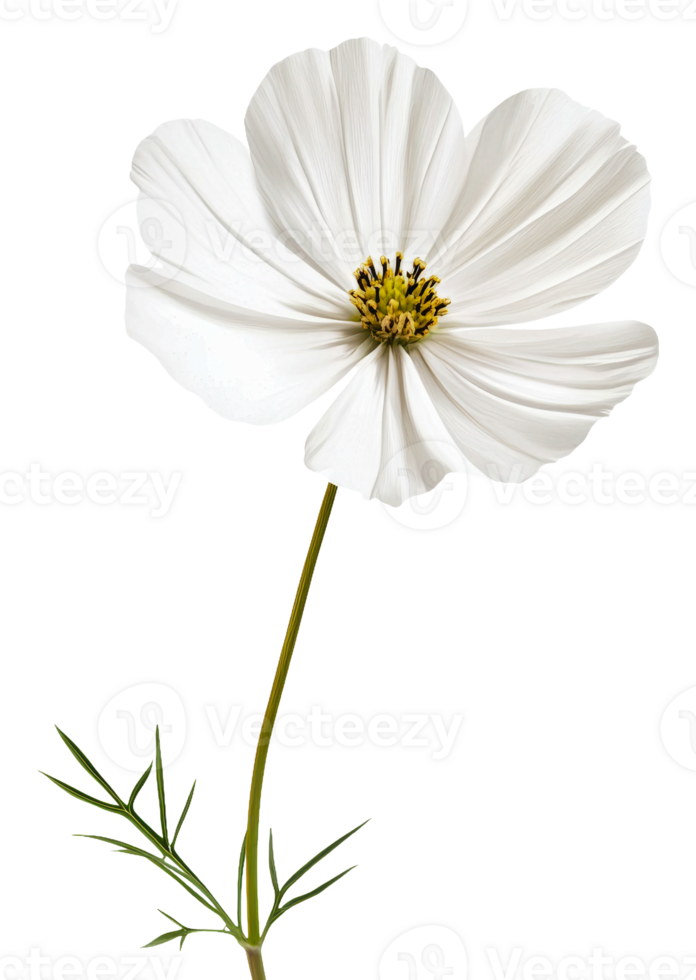 White flower with delicate petals on a green stem, cut out - stock . png