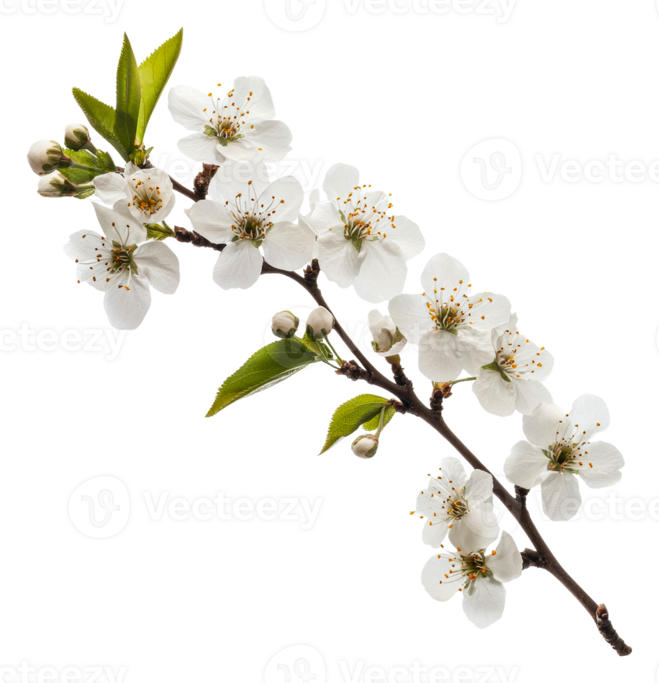 Delicate white cherry blossoms in springtime bloom, cut out - stock . png