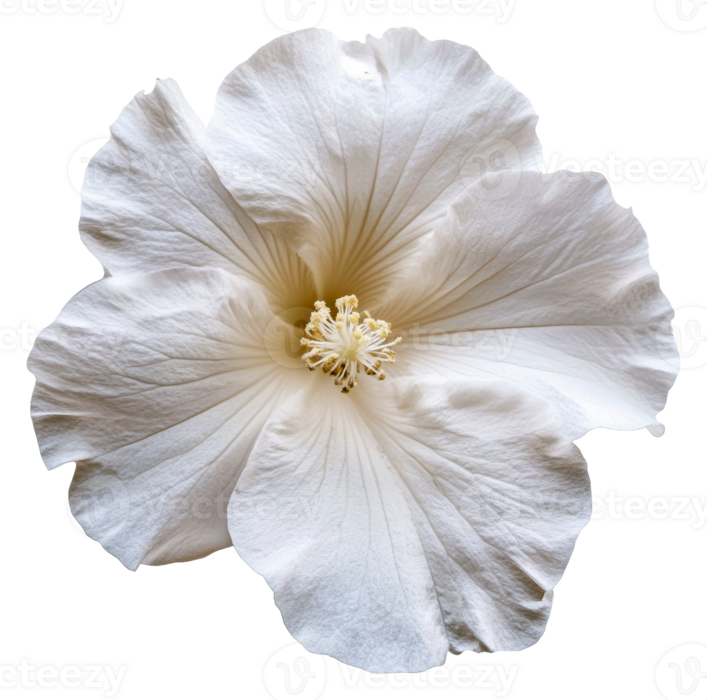 Vibrant white hibiscus flower blooming in sunlight, cut out - stock . png
