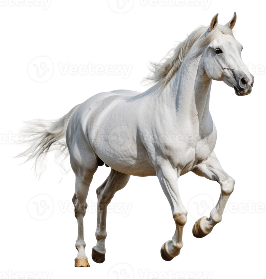 White horse gallops through sunlit field, cut out - stock . png