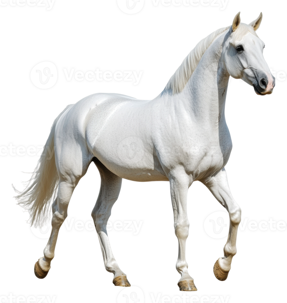 Majestic white horse walking gracefully outdoors, cut out - stock . png