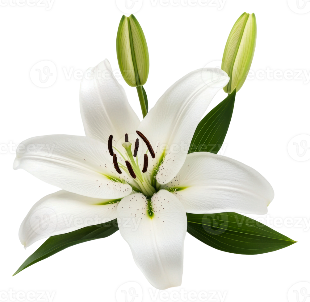 Elegant white lily with green buds on display, cut out - stock . png