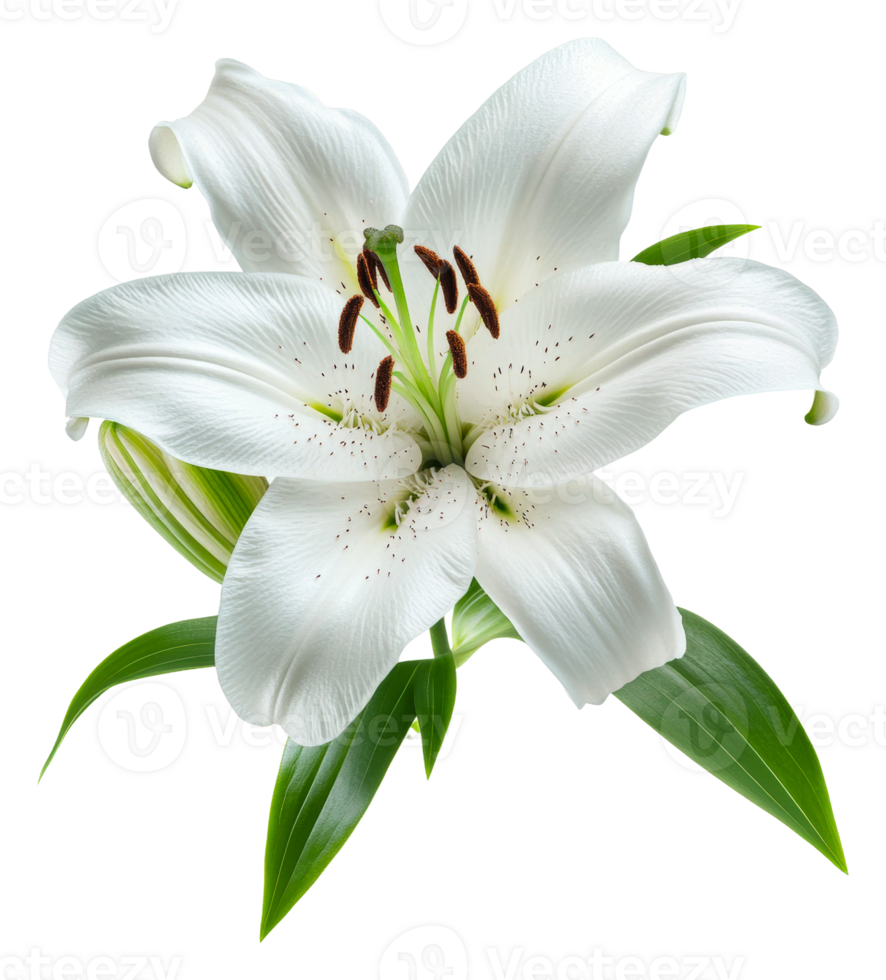 Blooming white lily with green leaves, cut out - stock . png