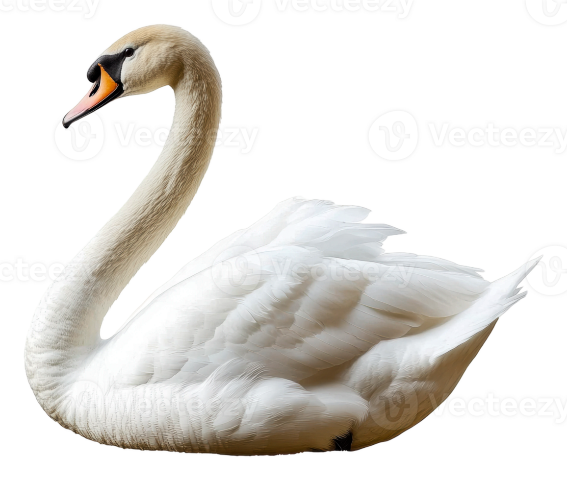 Graceful white swan gliding on calm water, cut out - stock . png